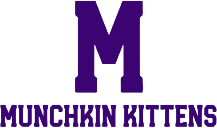 Munchkin Kitten Pet